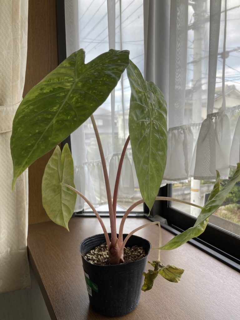 斑入りっぽい『ピンクドラゴン』見切り品コーナーでレアなアロカシアを