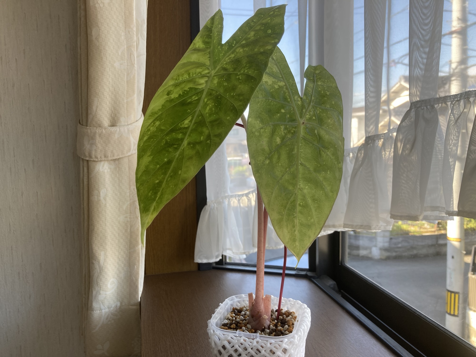 斑入りっぽい『ピンクドラゴン』見切り品コーナーでレアなアロカシアを